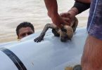 34 monkeys trapped in trees in the dam waters are saved