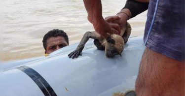 34 monkeys trapped in trees in the dam waters are saved