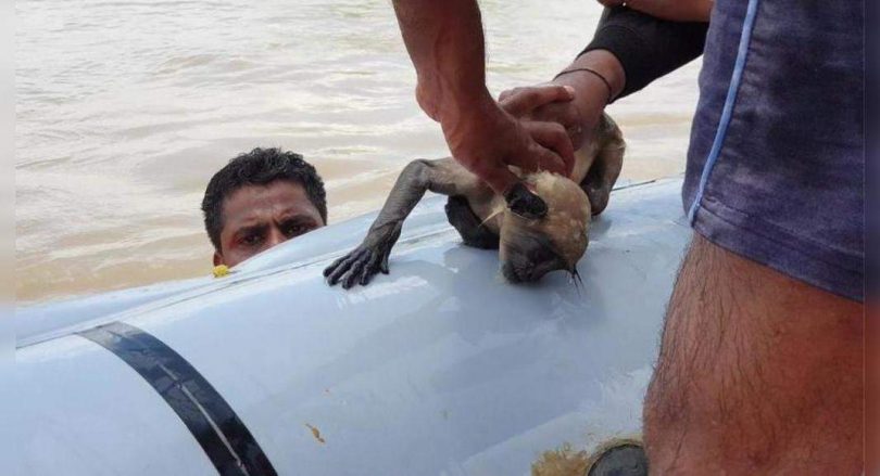 34 monkeys trapped in trees in the dam waters are saved