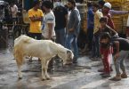 Mominpura Goat Market cuts a sorry figure in front of Eid al-Fitr