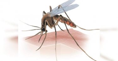 The case of dengue fever grows, NMC is still stuck with Covid work