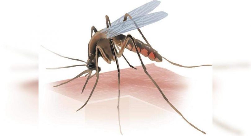 The case of dengue fever grows, NMC is still stuck with Covid work