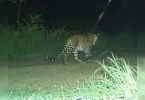 Leopard returns to Ambazari forest