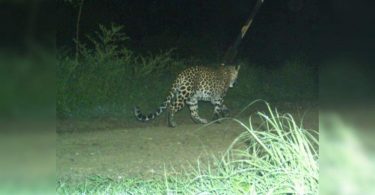 Leopard returns to Ambazari forest