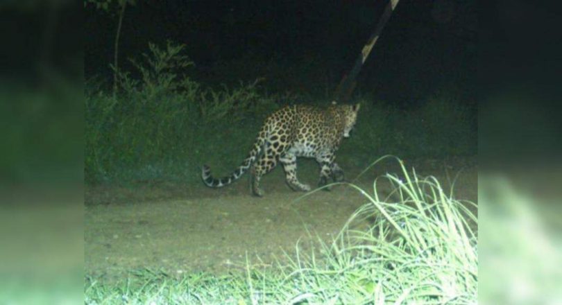 Leopard returns to Ambazari forest