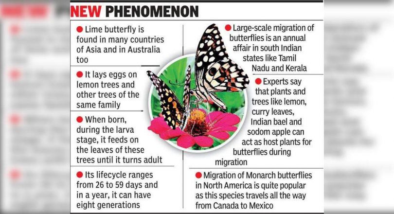 In the first, scientists watched the limestone butterflies migrate through Gujarat