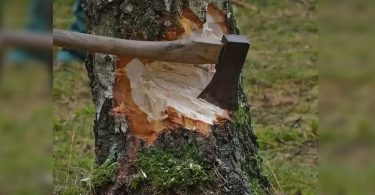 Delhi: Cut a tree 20 years ago? You might have to pay well