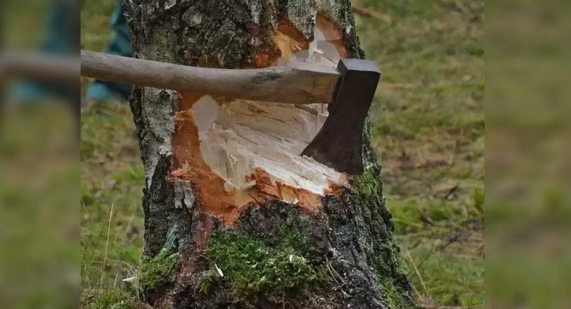 Delhi: Cut a tree 20 years ago? You might have to pay well