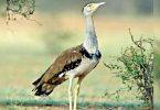 'No Indian Bustard seen in Kutch Sanctuary'