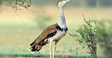 'No Indian Bustard seen in Kutch Sanctuary'