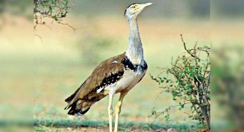 'No Indian Bustard seen in Kutch Sanctuary'