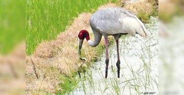 July Sarus Chick surprisingly birders