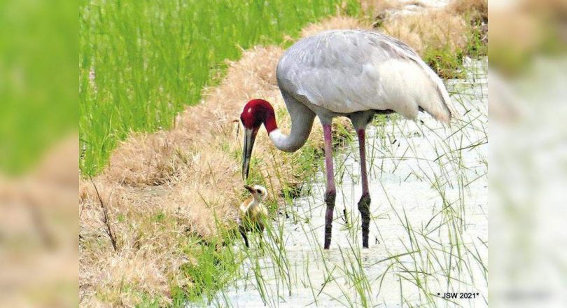 July Sarus Chick surprisingly birders