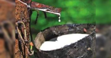 The first rubber census in the country will be launched