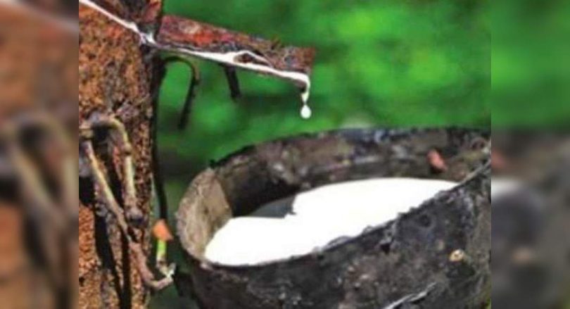 The first rubber census in the country will be launched