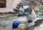 Panda loaned to France by China Pregnant Again: Zoo