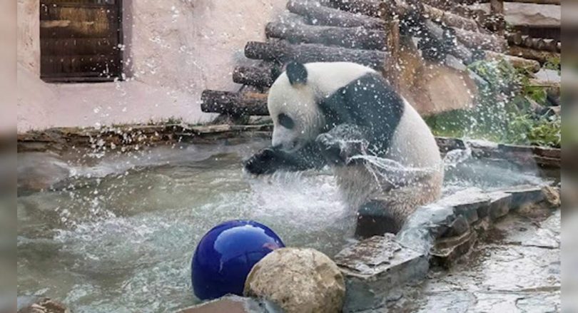 Panda loaned to France by China Pregnant Again: Zoo