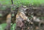 Tadoba Tiger Death: Postmortem is not convincing