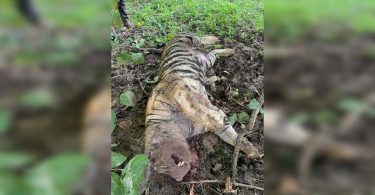 Tadoba Tiger Death: Postmortem is not convincing