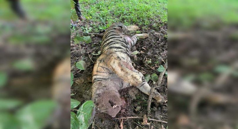 Tadoba Tiger Death: Postmortem is not convincing