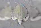 Turtle trapped in fishing nets saved in Hazira
