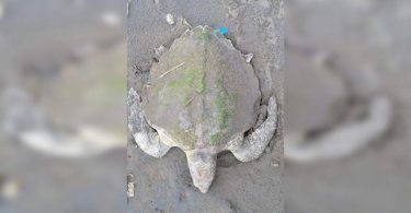 Turtle trapped in fishing nets saved in Hazira