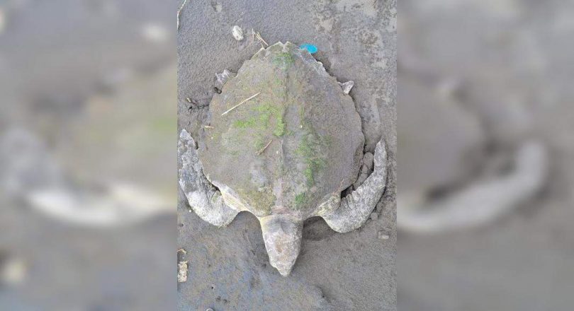 Turtle trapped in fishing nets saved in Hazira