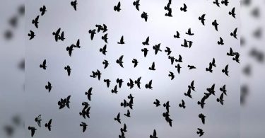 You want to know about the death of bird flu in aIims