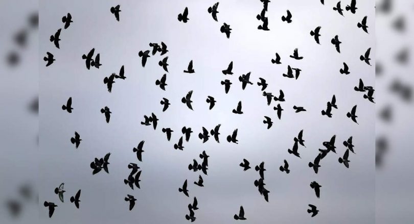 You want to know about the death of bird flu in aIims