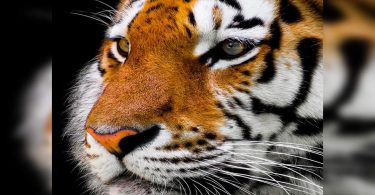 Giant squirrels, wild cats on display at Pune Zoo