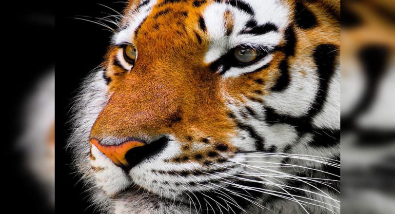 Giant squirrels, wild cats on display at Pune Zoo