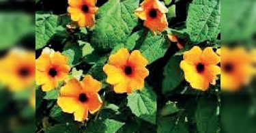 Vadodara Lab helps document Congo Treasure Medication