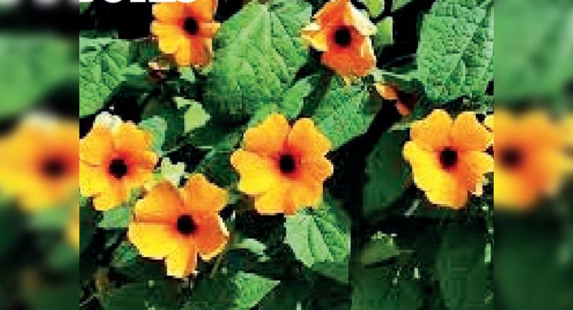 Vadodara Lab helps document Congo Treasure Medication