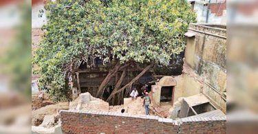 Delhi: 30 applies to the adoption of the banyan tree of 150 years