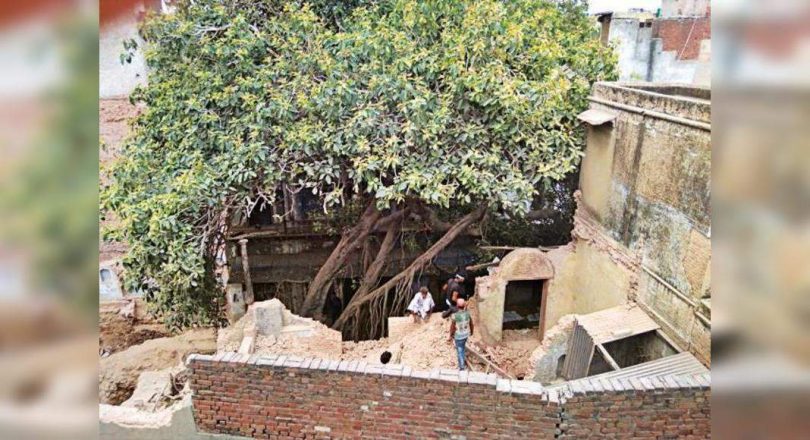 Delhi: 30 applies to the adoption of the banyan tree of 150 years