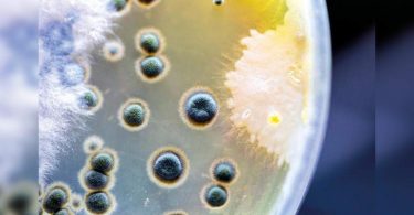 Mucor waves triggered by steroids using receding