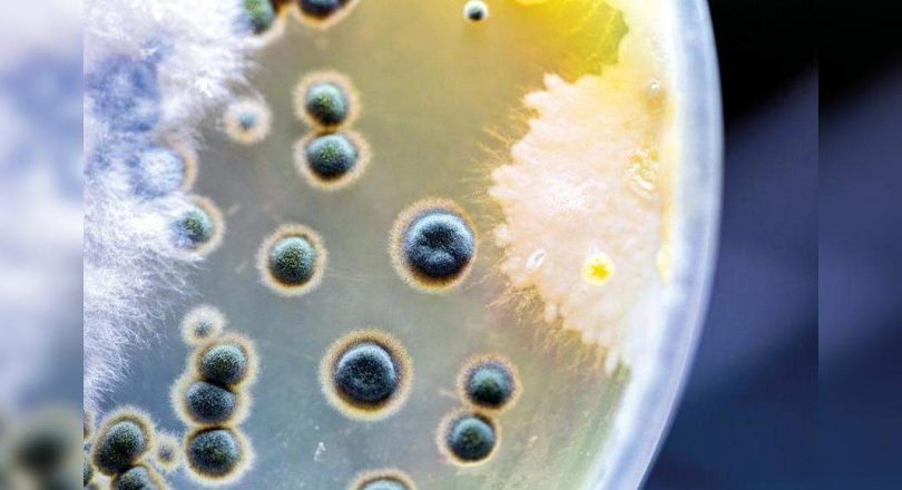 Mucor waves triggered by steroids using receding