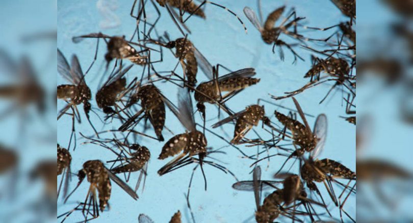 B'luru: 'Mosquito breeding places found in 1/4 house'