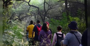 70% of South Ridge Delhi becomes 'forest'