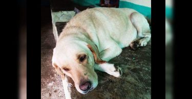 Look Activist Search for dogs lost Bruno