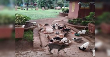 Illegal to stop feeding wild animals: SPCA