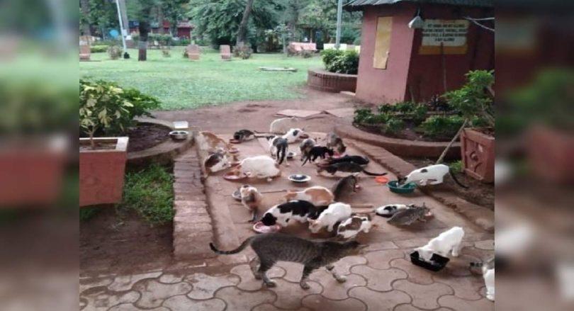 Illegal to stop feeding wild animals: SPCA