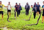 Navi Mumbai: Four Indian Stone Pythons saved