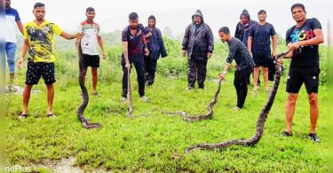 Navi Mumbai: Four Indian Stone Pythons saved