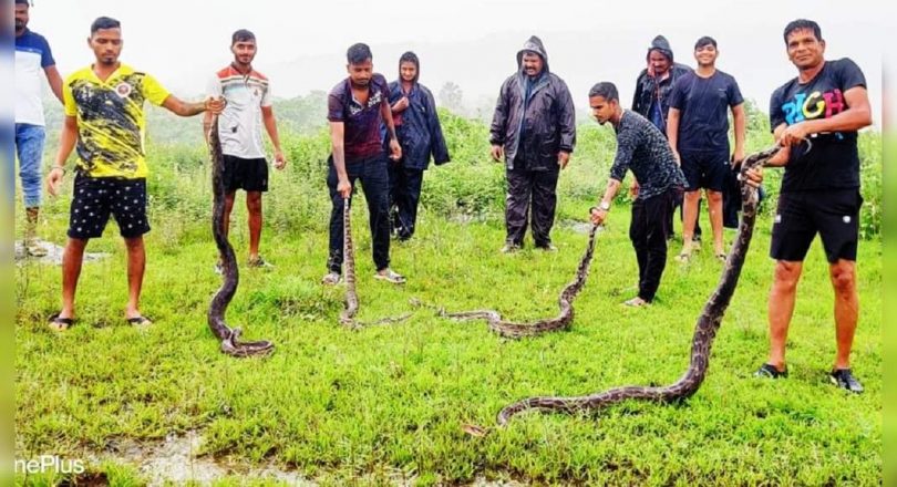 Navi Mumbai: Four Indian Stone Pythons saved