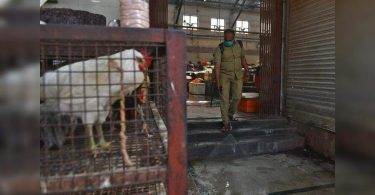 Avian flu: Raj Govt will stick to the Center Guide