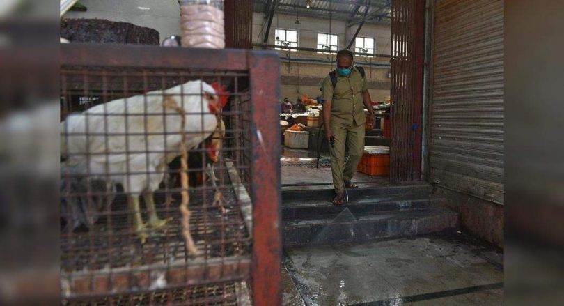 Avian flu: Raj Govt will stick to the Center Guide