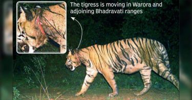 2 months, Warora Tigress is still moving with a wire snare
