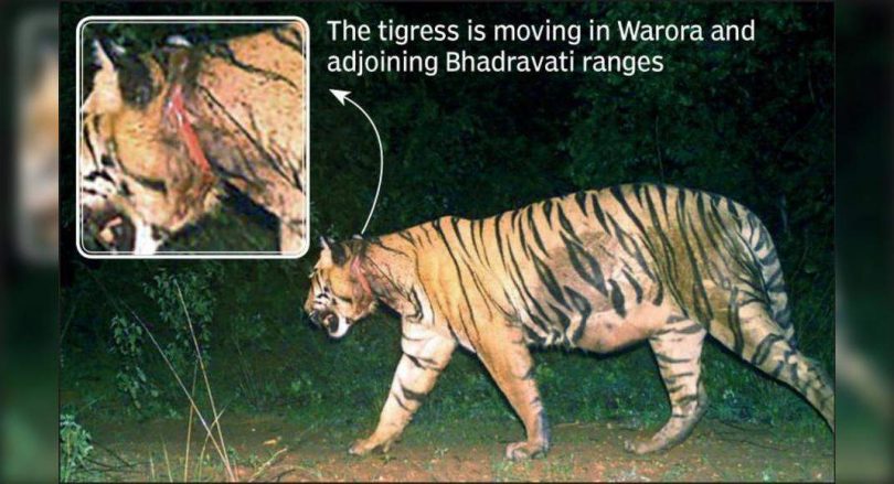 2 months, Warora Tigress is still moving with a wire snare