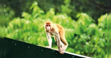Antique wild Rhesus train inside the zoo adds to the attraction
